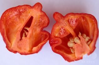 キャロライナ・リーパー(Carolina Reaper)