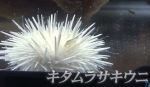キタムラサキウニ