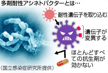 多剤耐性アシネトバクター