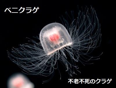 ベニクラゲ