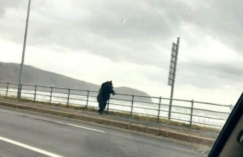 ヒグマ 入水自殺か