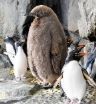 ペンギンのひな