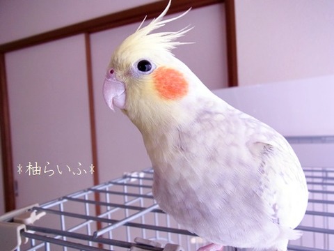 RIMG0974
