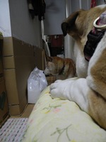 DSCN0611 - コピー