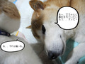 BlogPaint