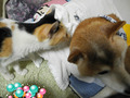 BlogPaint