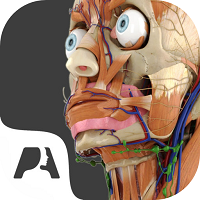 Pocket Anatomy