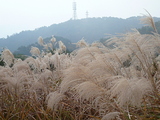 071111六甲山ススキ1
