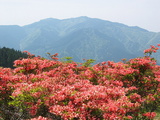 ツツジと金剛山