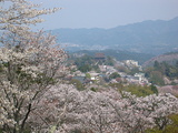 吉野桜1
