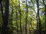 龍門山紅葉3