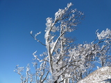 高見山:霧氷