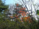龍門山紅葉2