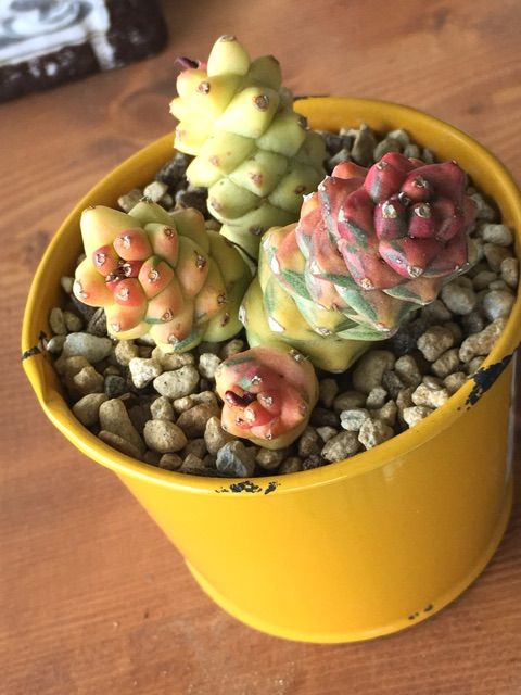 今週のリチェイ☆番外編『リチェイ錦の愛し方』 : succulent+
