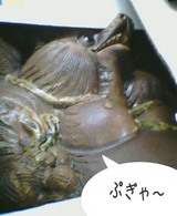 また巨大狸が…!