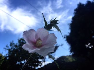 おりと 花一日