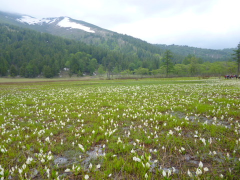 雪と水芭蕉