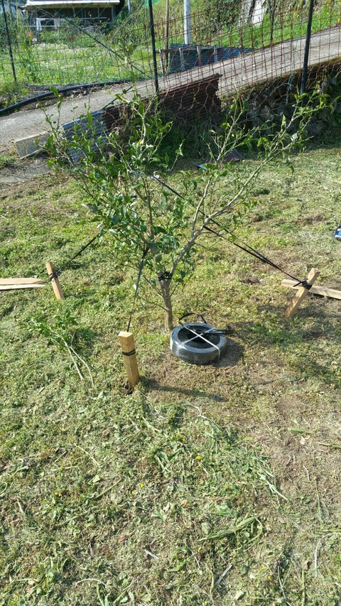 タムタム写真