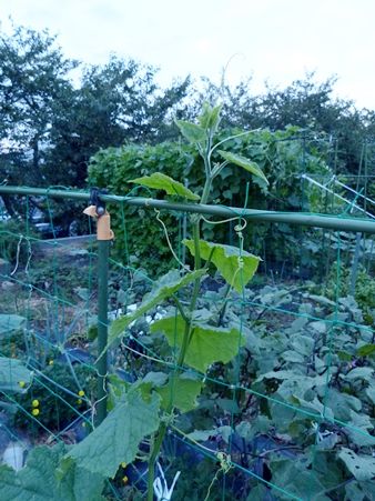 20160921排水管清掃06キュウリ