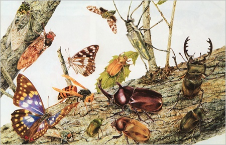 熊田千佳慕　額縁　ハチと花 熊田千佳慕 額縁入り絵画 ハチと花 美術館連絡協議会