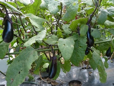 20160907夏野菜07