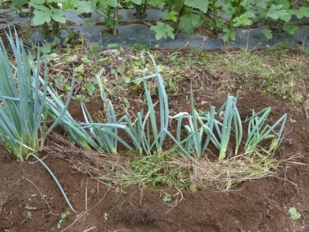 20160924植え付け準備03