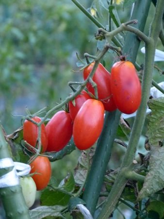 20160907夏野菜03