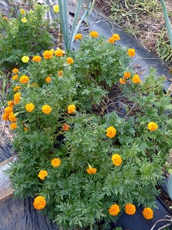 20160917花畑05