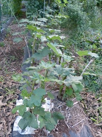 20160907夏野菜01