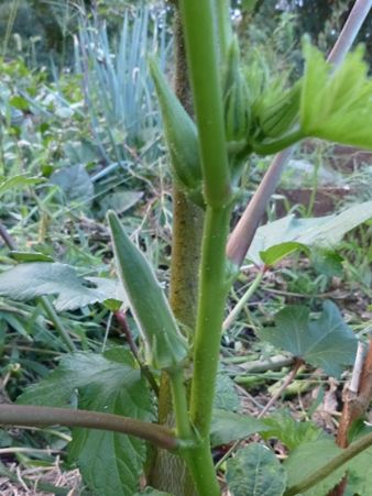 20160907夏野菜02