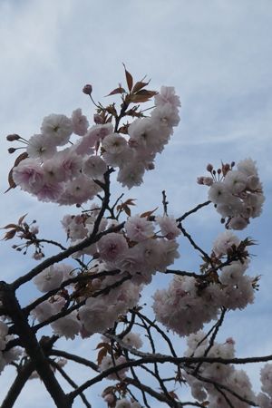 20180407普賢象03