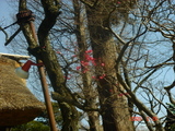 深大寺2