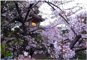 九段の桜