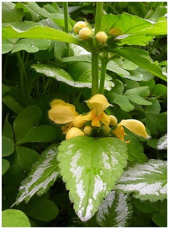 庭の花