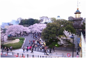 九段の桜