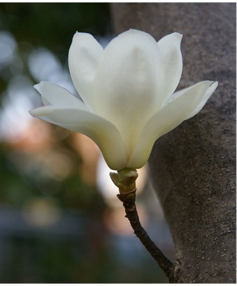 木蓮