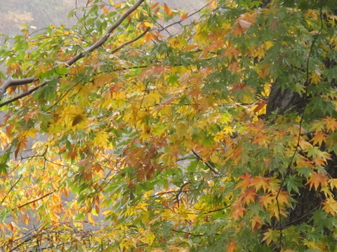 110104Ω»³¹õÉô¥¢¥ë¥Ú¥ó¥ë¡¼¥È 128