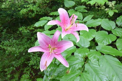 h26赤DSC_2320