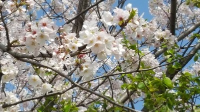h26ÀÖ20170412_¸ÍÅĺù¥¢¥Ã¥×£²