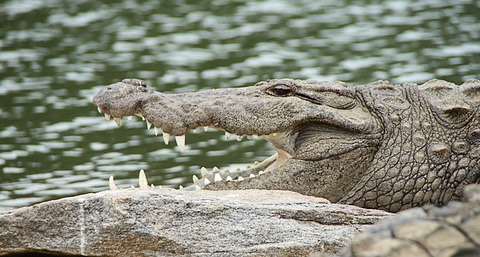 crocodile-543849_640