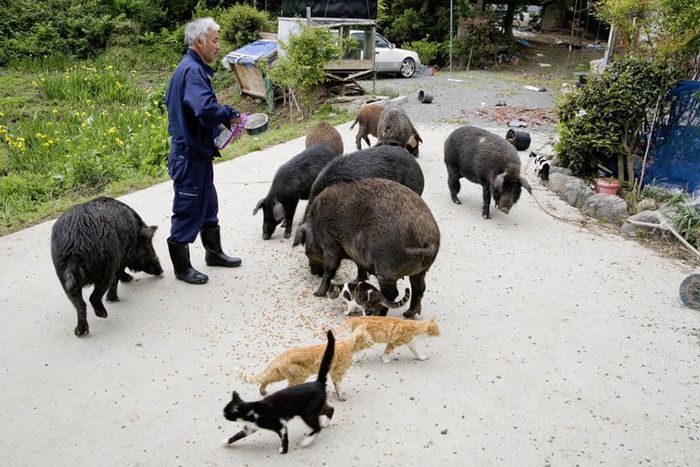 福島の警戒区域で動物の世話をし続ける日本人男性が海外で話題に(海外の反応) 海外のお前ら 海外の反応