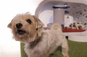 samsundoghouse