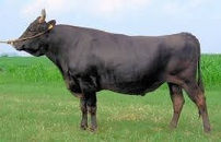 ushi