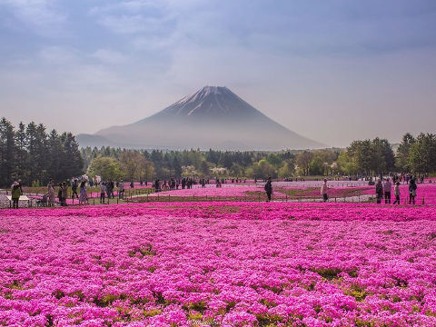 fuji