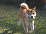 ドッグラン1