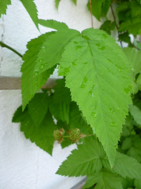 P1010932