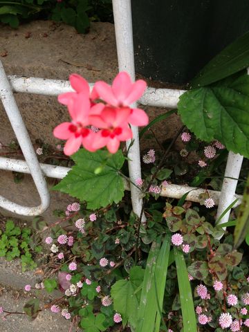 画像 1131