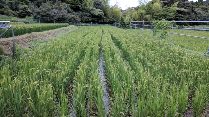 0803イネ3号