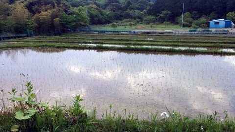0511田植え終了.jpg