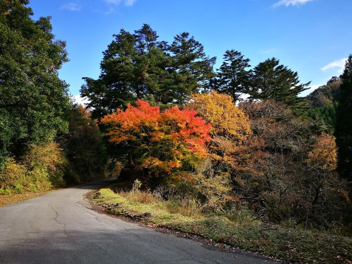 1202紅葉2